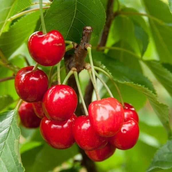 Red Bush Cherry Plant | 1 Rooted Starter | Tart Red Fruit | Prunus cerasus 'Jan Joel Joy' | Edible Landscaping Zone 3-8