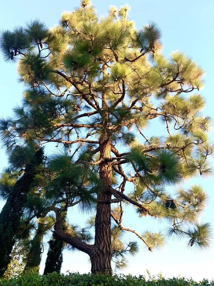 Canary Island Pine Seeds 40 Pack Pinus Canariensis Fresh USA Grown for Landscaping & Gardening