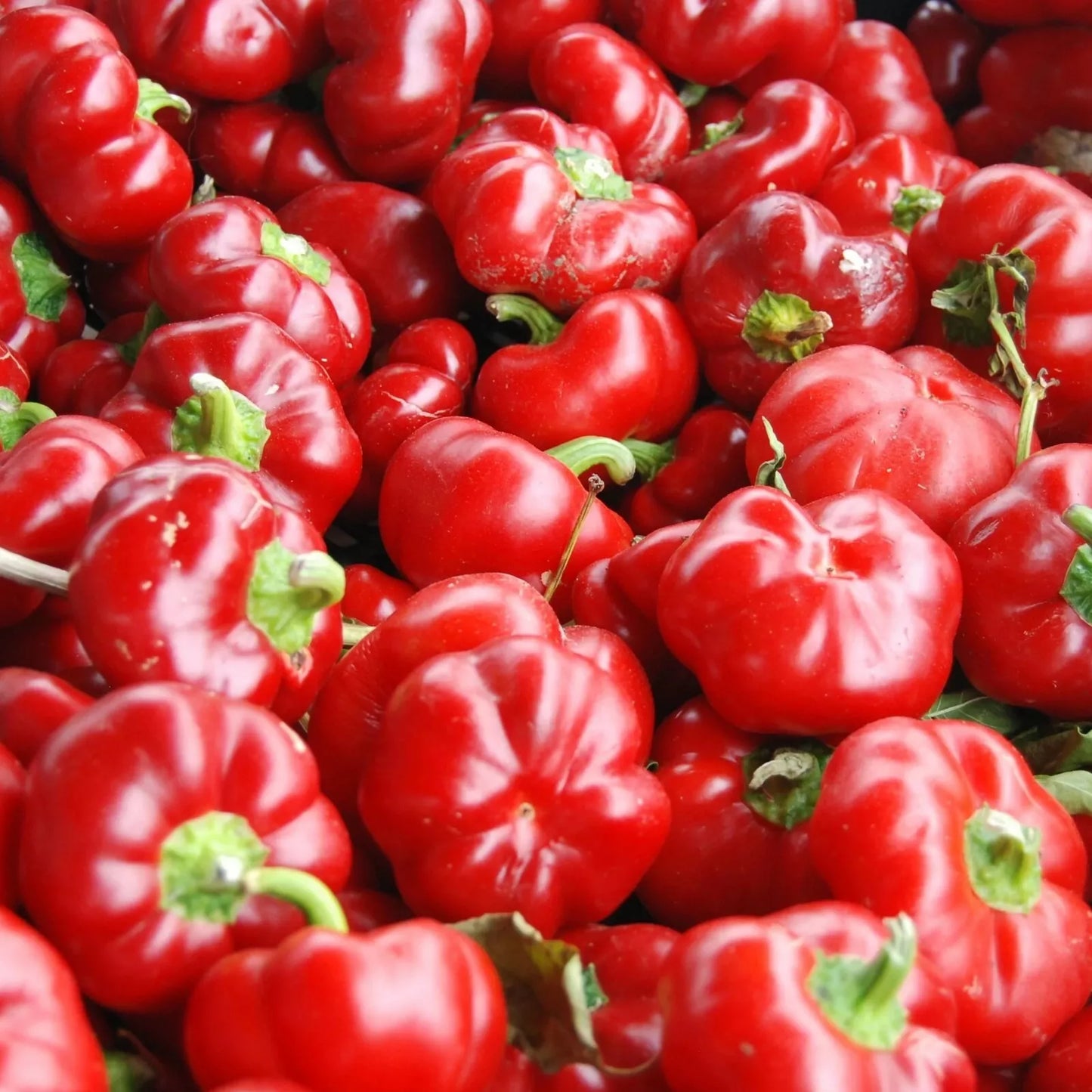 Sweet Pimento L Pepper Seeds - 25+ Mild Bell Variety for Vegetable Garden | Capsicum annuum