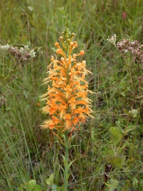 Orange Fringed Orchid Rhizomes - 5 Platanthera ciliaris Tubers for Garden & Landscape
