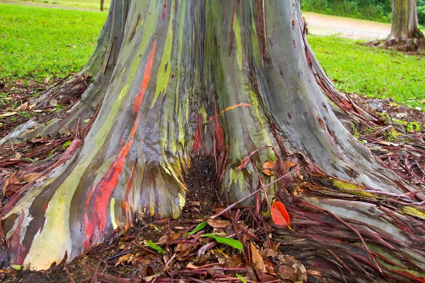 Rainbow Eucalyptus Tree Seeds - Eucalyptus deglupta - Multi-Colored Bark Ornamental Tree Seeds