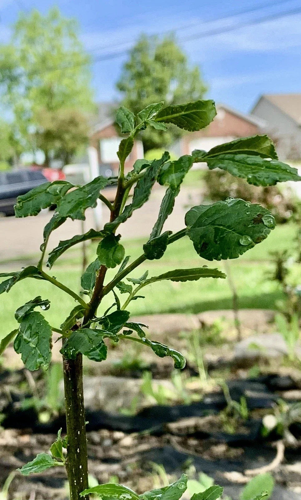 Chinese Pepper Tree Live Plant with Roots, 15-20" Zanthoxylum, Indoor/Outdoor, New Leaves, 2-3 Years Old