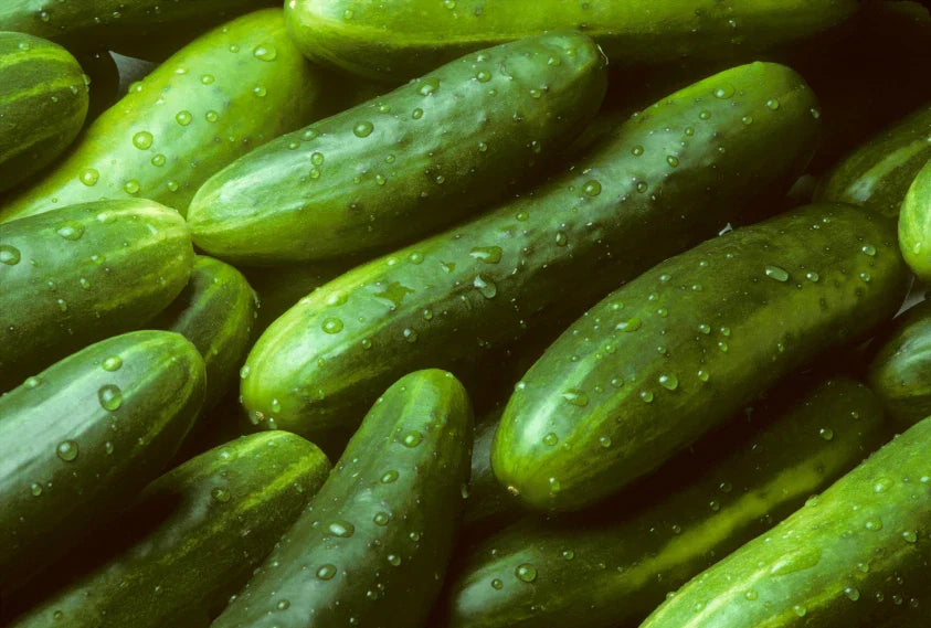 Organic Burpless Sweet Cucumber Seeds - Non-GMO Garden Sweet Cucumis sativus