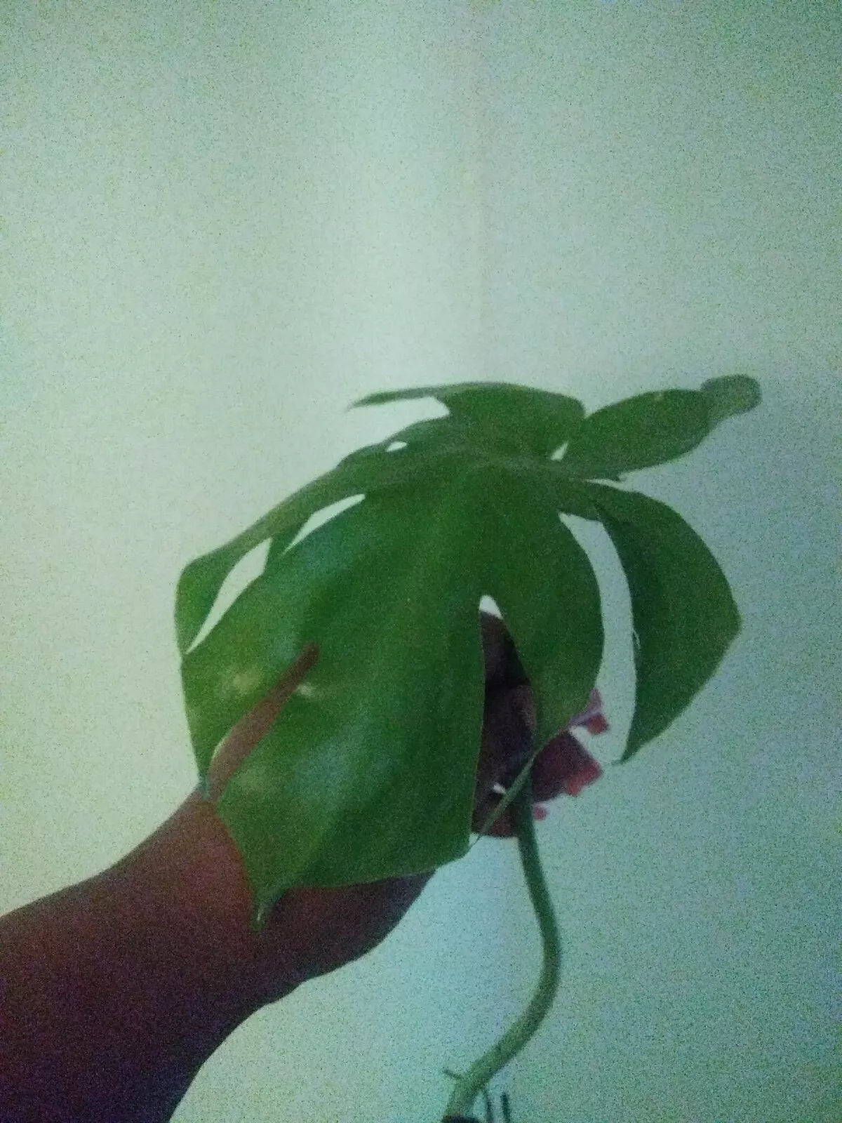 Giant Monstera Deliciosa Cutting 10+ Inches Tall Indoor Green Houseplant