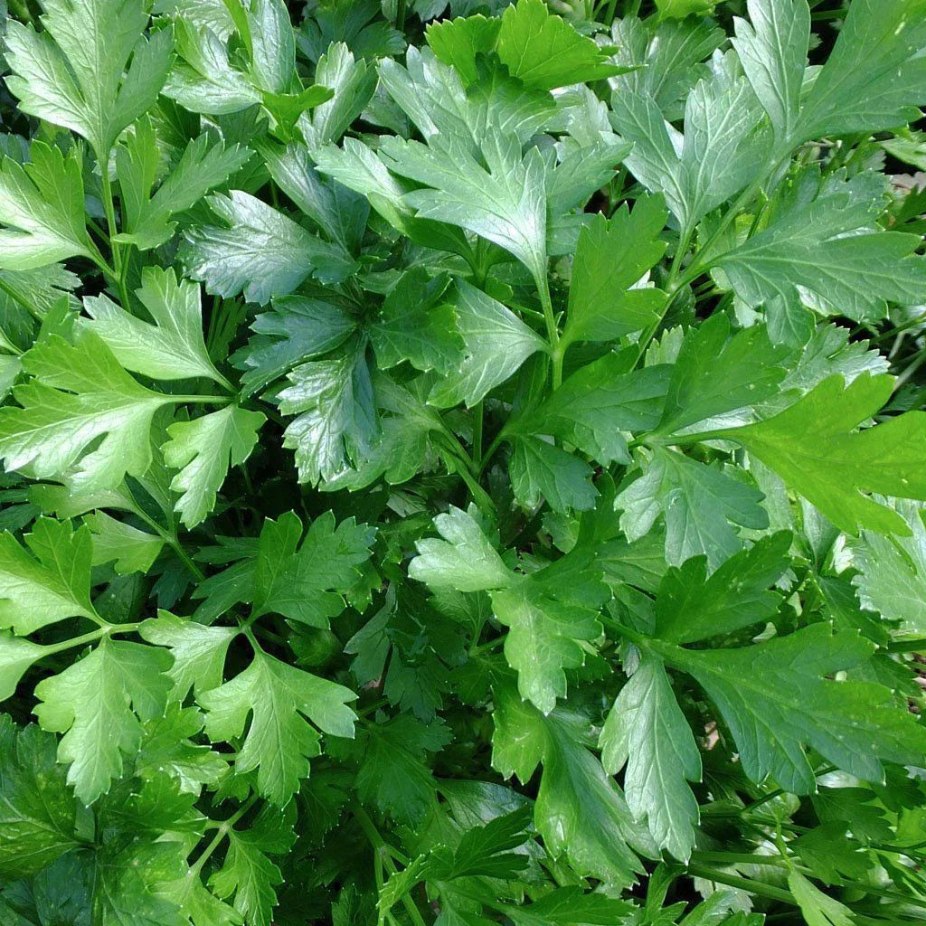 Italian Giant Parsley Seeds - Non-GMO Heirloom Flat-Leaf Herb