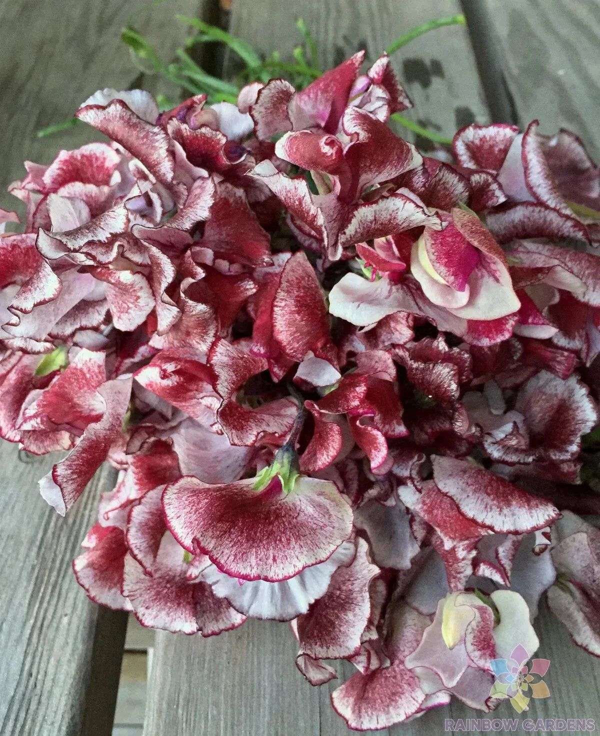 Wiltshire Ripple Sweet Pea Seeds - 50+ Pack, Fragrant Climbing Flower, Lathyrus odoratus, Garden Planting, USA Free Shipping