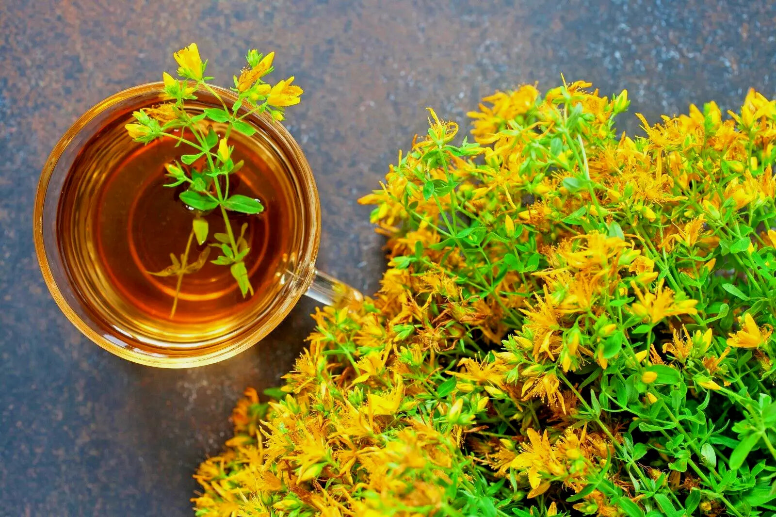 St. John's Wort Herb Seeds 1000 Count, Hypericum Perforatum, Easy to Grow, Bulk Seeds for Garden, Perennial, USA