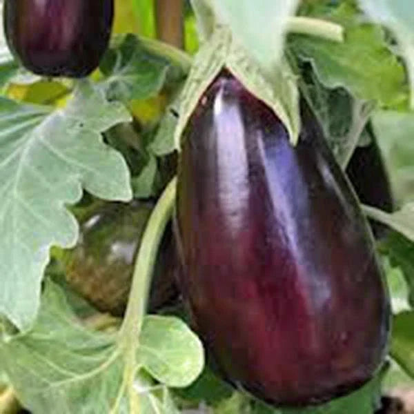 Black Beauty Eggplant Seeds - 50 Count Heirloom Non-GMO Vegetable Seeds