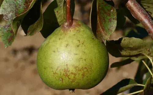 Old Home Pear Seeds – 25+ Pyrus communis Fruit Tree Seeds for Garden Planting, Juicy Pears, USA Grown