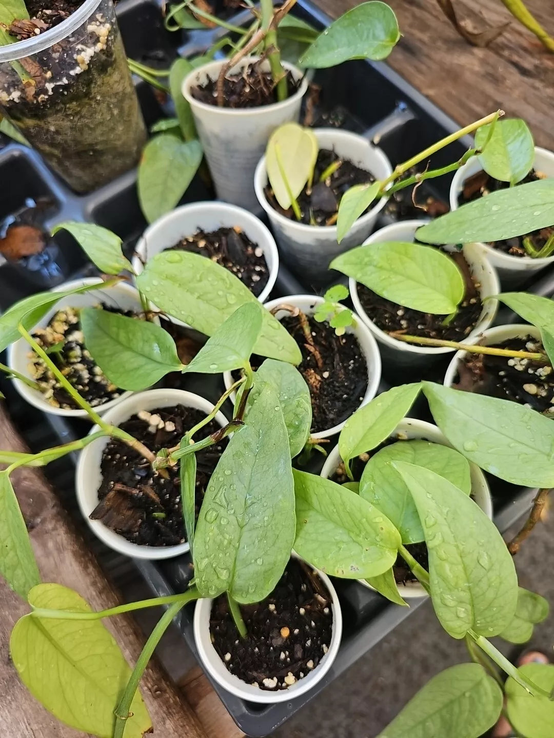 Cebu Blue Pothos Starter Plant - Epipremnum Pinnatum Indoor Houseplant in 2.5" Pot