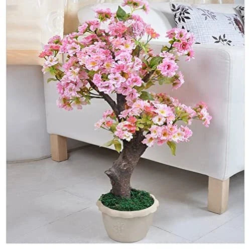Rare Cherry Blossom Seeds - Dwarf Pink Sakura Weeping Cherry (Prunus serrulata) for Planting, 50+ Seeds