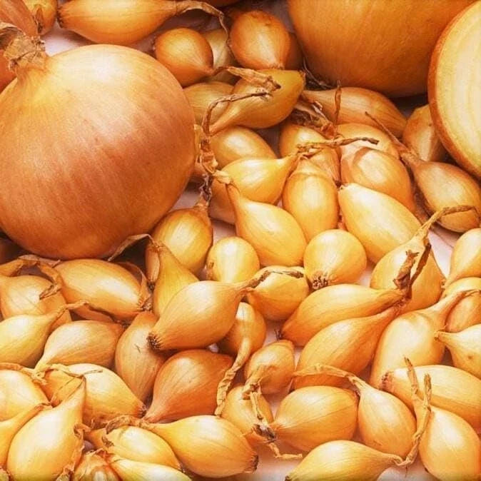 Spanish Globe Onion Sets for Planting - Allium cepa Bulb Variety for Vegetable Gardens