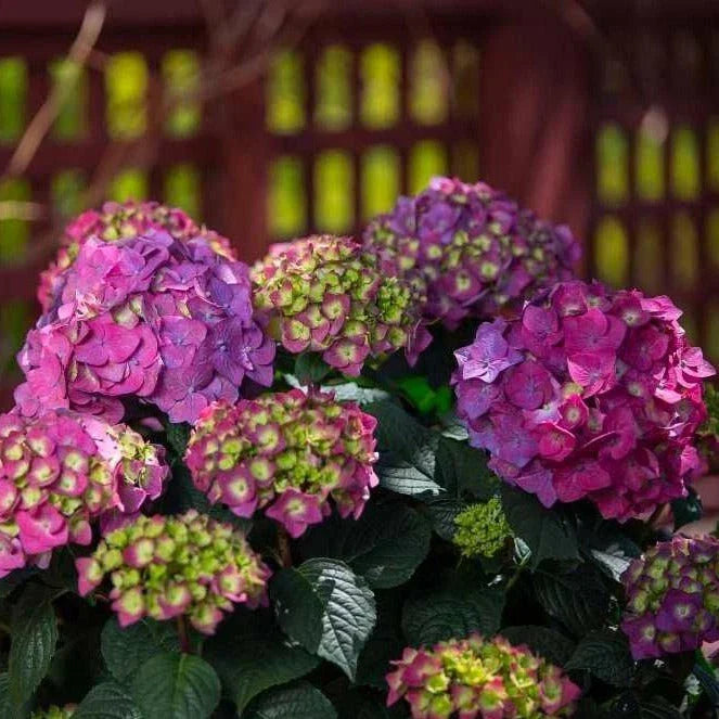Hydrangea macrophylla Summer Crush Starter Plants – 4 Rooted Plugs, Vibrant Pink & Blue Blooms, Garden, Border, Container