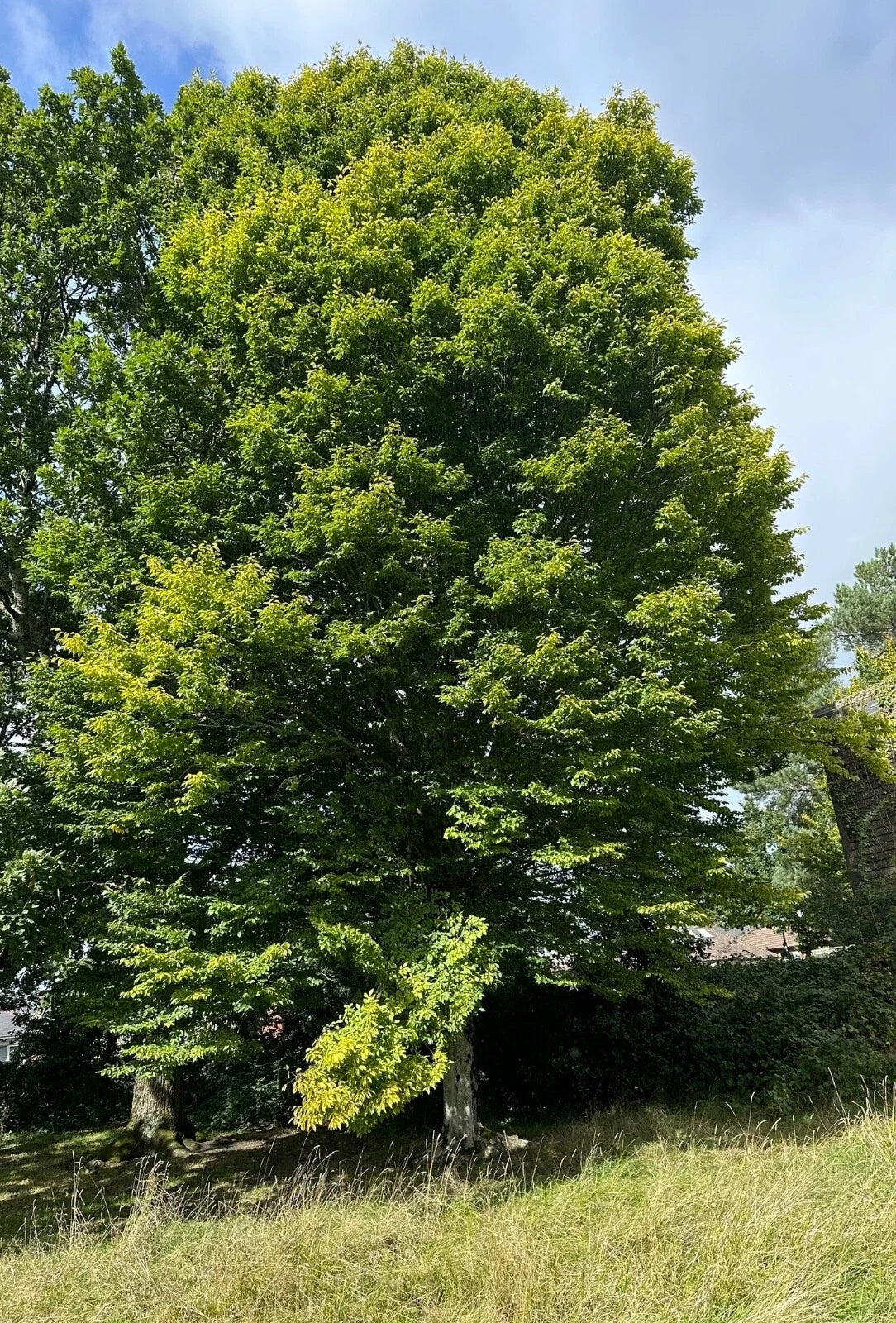 European Hornbeam Tree Seeds Bulk - Carpinus Betulus for Landscaping & Hedges