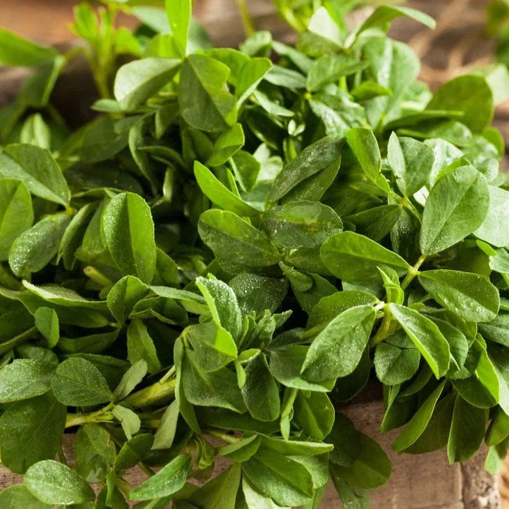 Fenugreek Seeds - 500+ Count, Indian Herb for Planting, Trigonella foenum-graecum, South Asian Variety, Culinary & Garden Herb
