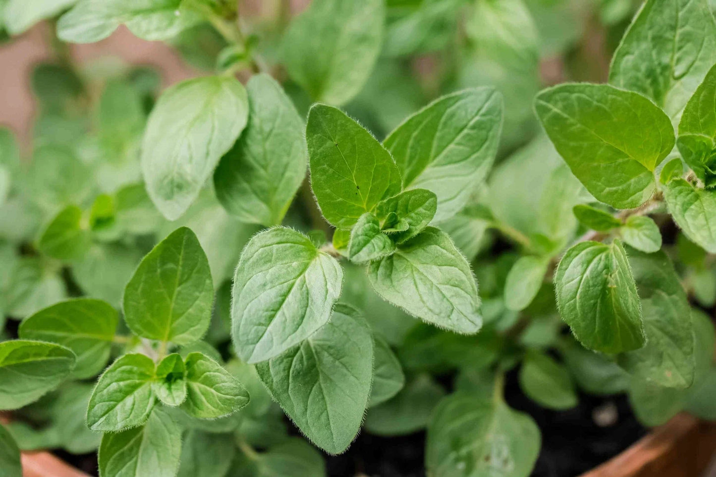 Oregano Seeds 500 Count - Culinary Herb for Gardening - Origanum vulgare var. hirtum