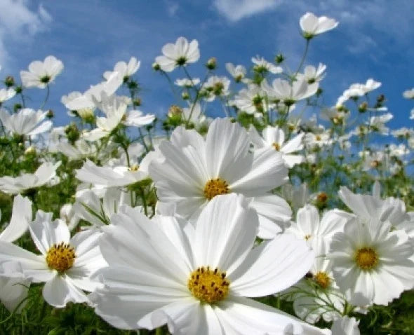 Cosmos Purity Flower Seeds - White Blooms, Easy to Grow, Cosmos bipinnatus, Pack of 30 Seeds
