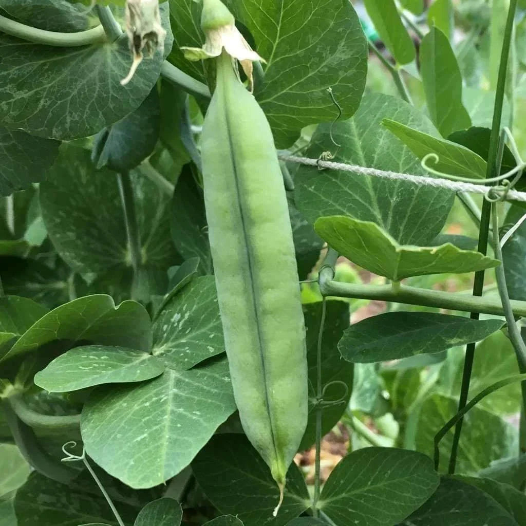 Early Frosty Pea Seeds 25 Ct Heirloom Non-GMO Green Pod Vegetable Seeds USA
