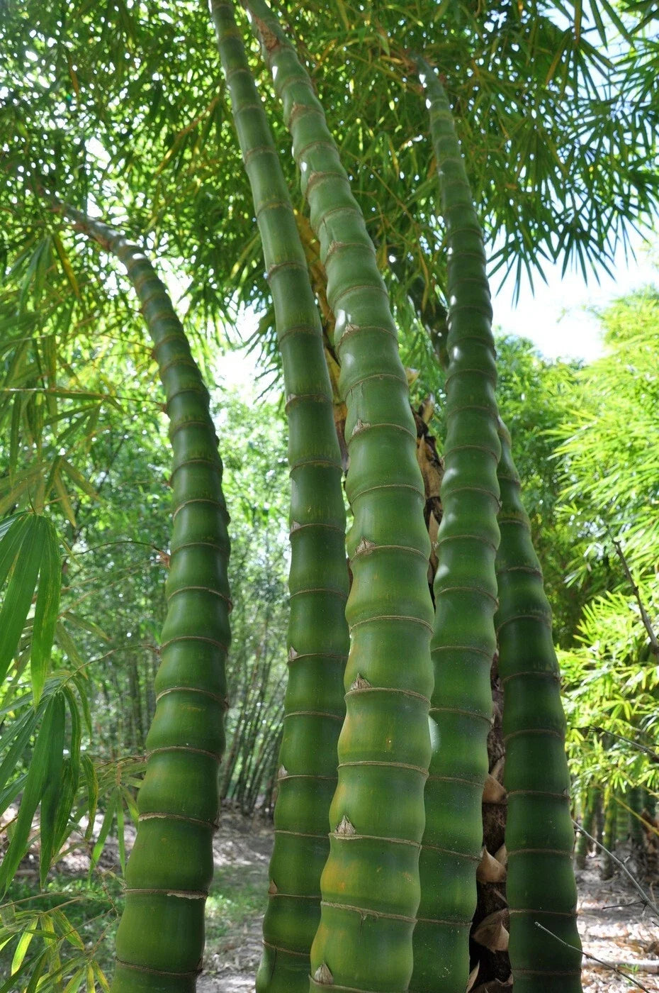 Buddha Belly Bamboo Seeds - 50 Pack Clumping Privacy Plant Bambusa vulgaris 'Wamin' for Garden & Landscaping