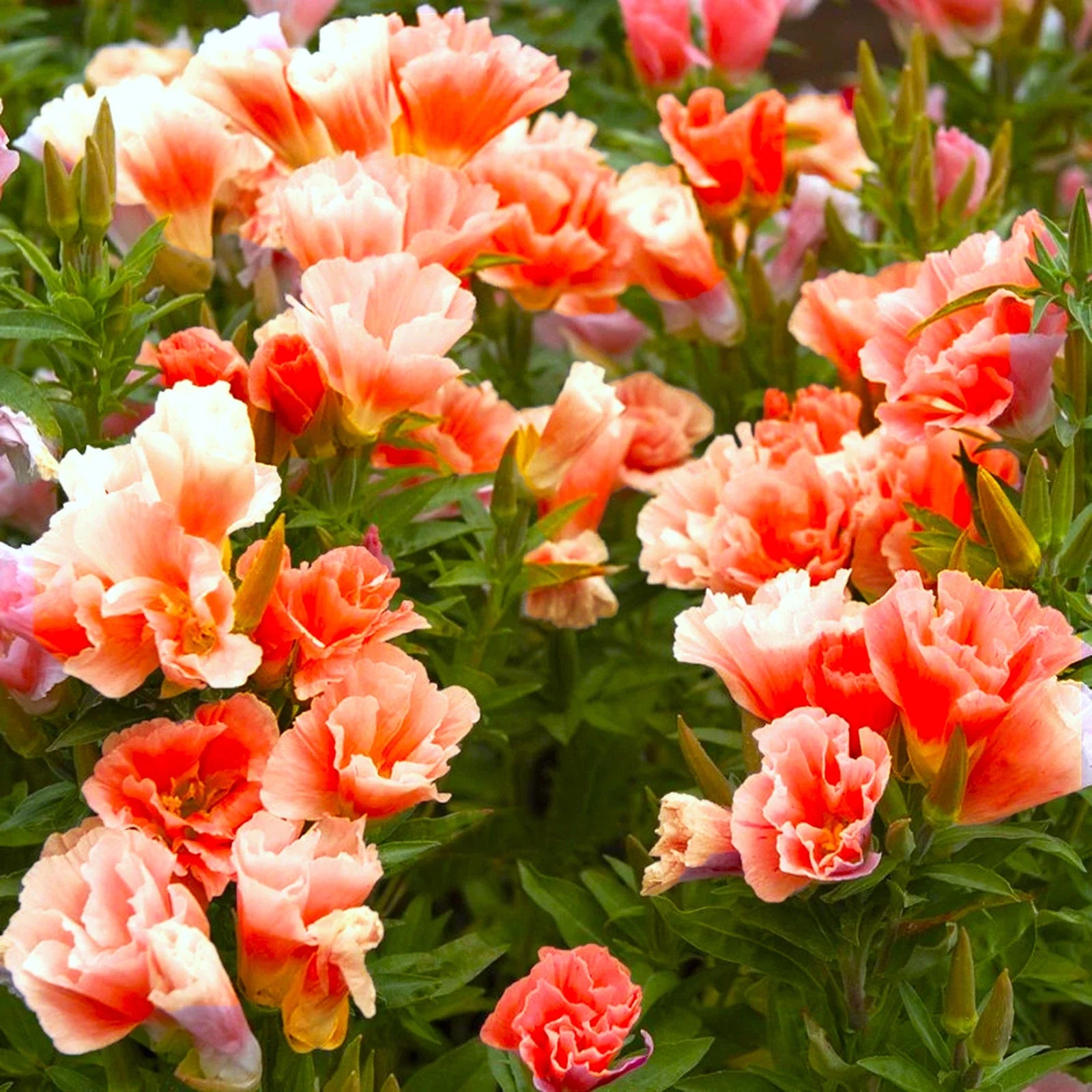 Orange Glory Godetia Seeds – Double Flowering Clarkia amoena for Spring & Summer Gardens, 100 Seeds