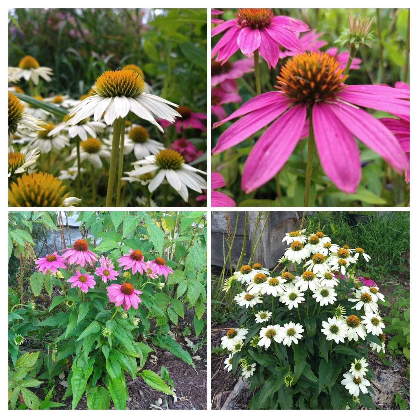 Echinacea Pow Wow Duo Live Plants 4 Plugs | Purple & White Coneflowers | Perennial Baby Plants | Butterfly & Pollinator Attracting