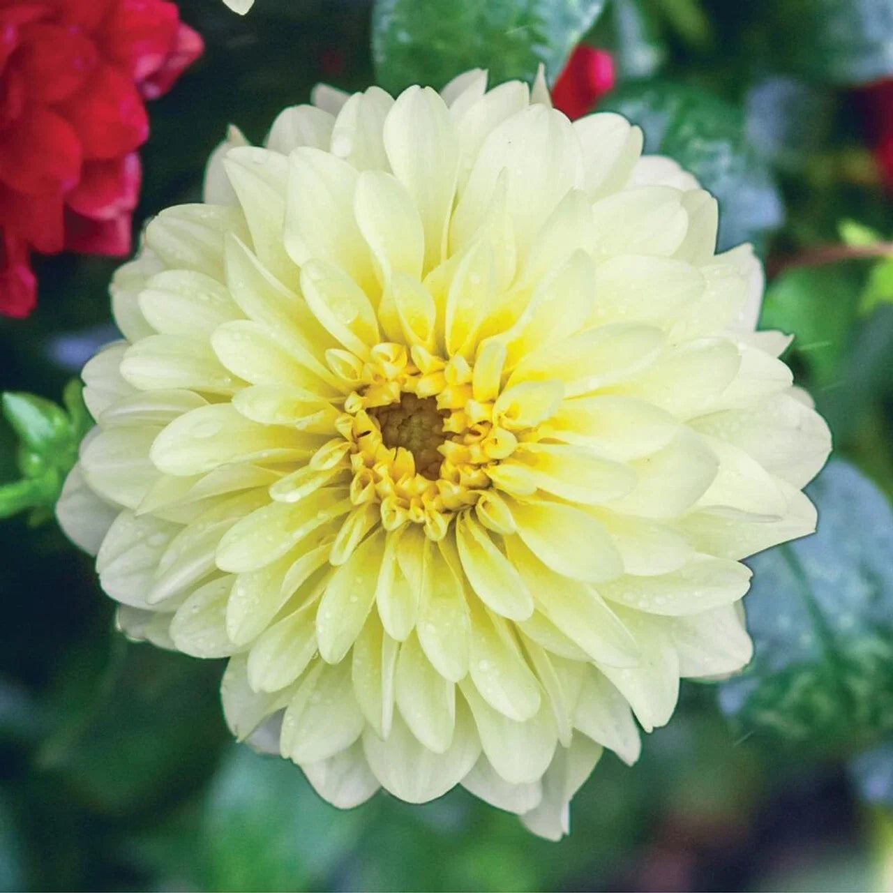 Serenade Dahlia Flower Seeds - Perennial Garden Plants for Vibrant Blooms - Dahlia pinnata Seeds for Borders & Cut Flowers