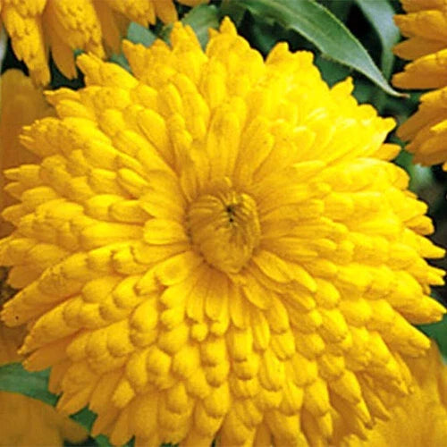 Calendula Seeds | Heirloom Golden Emperor | Double Yellow Flowers | Calendula officinalis | Garden & Container Planting