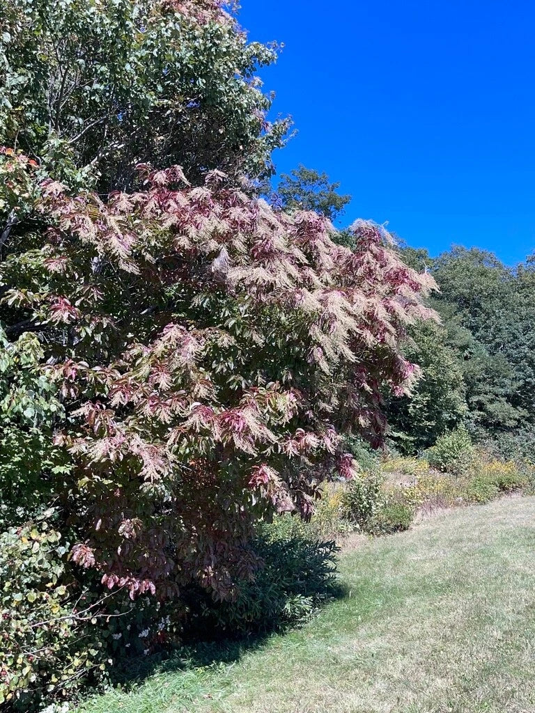 Lily of the Valley Sourwood Seeds 1,000 Count - Oxydendrum arboreum for Gardens & Bees