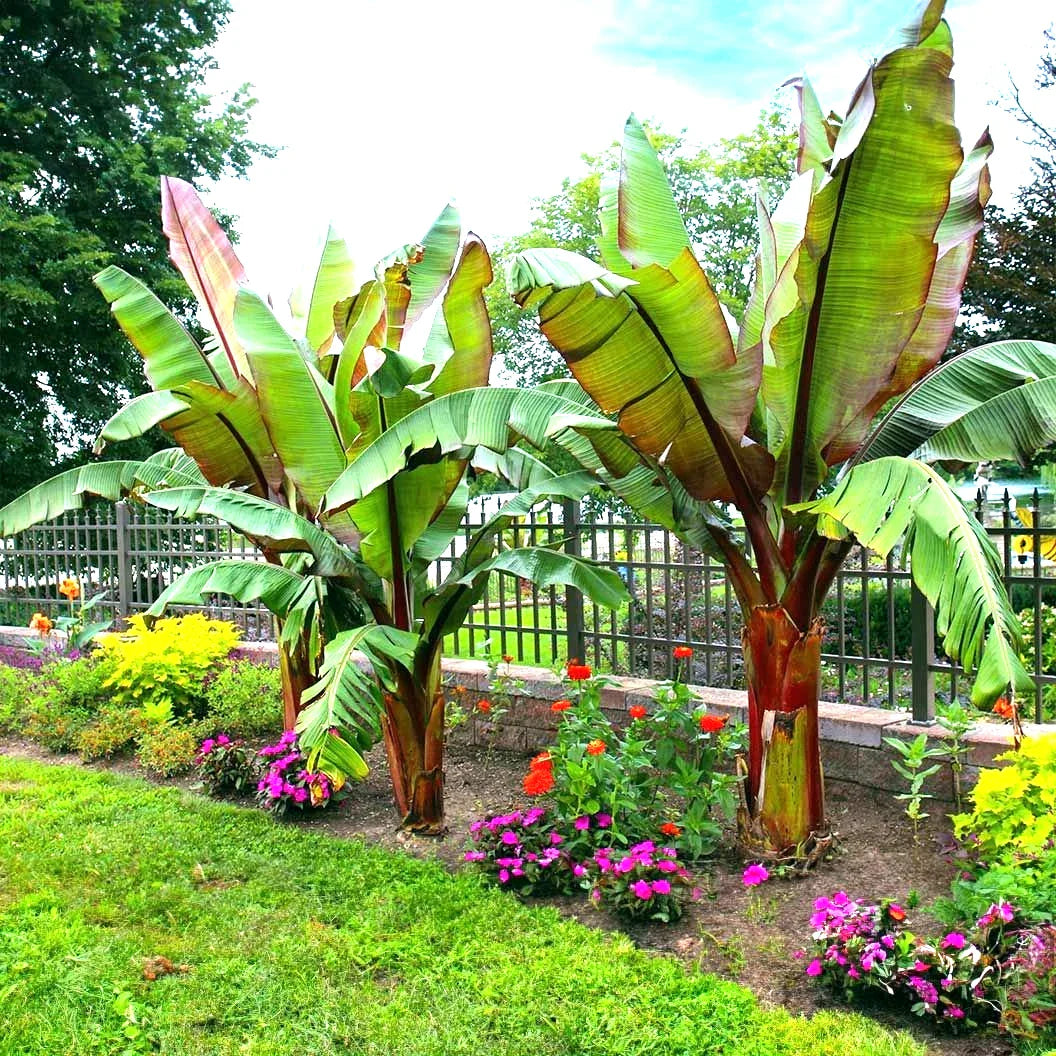 Red Abyssinian False Banana Plant Seeds - 5 Rare Musa Ensete Ventricosum Seeds