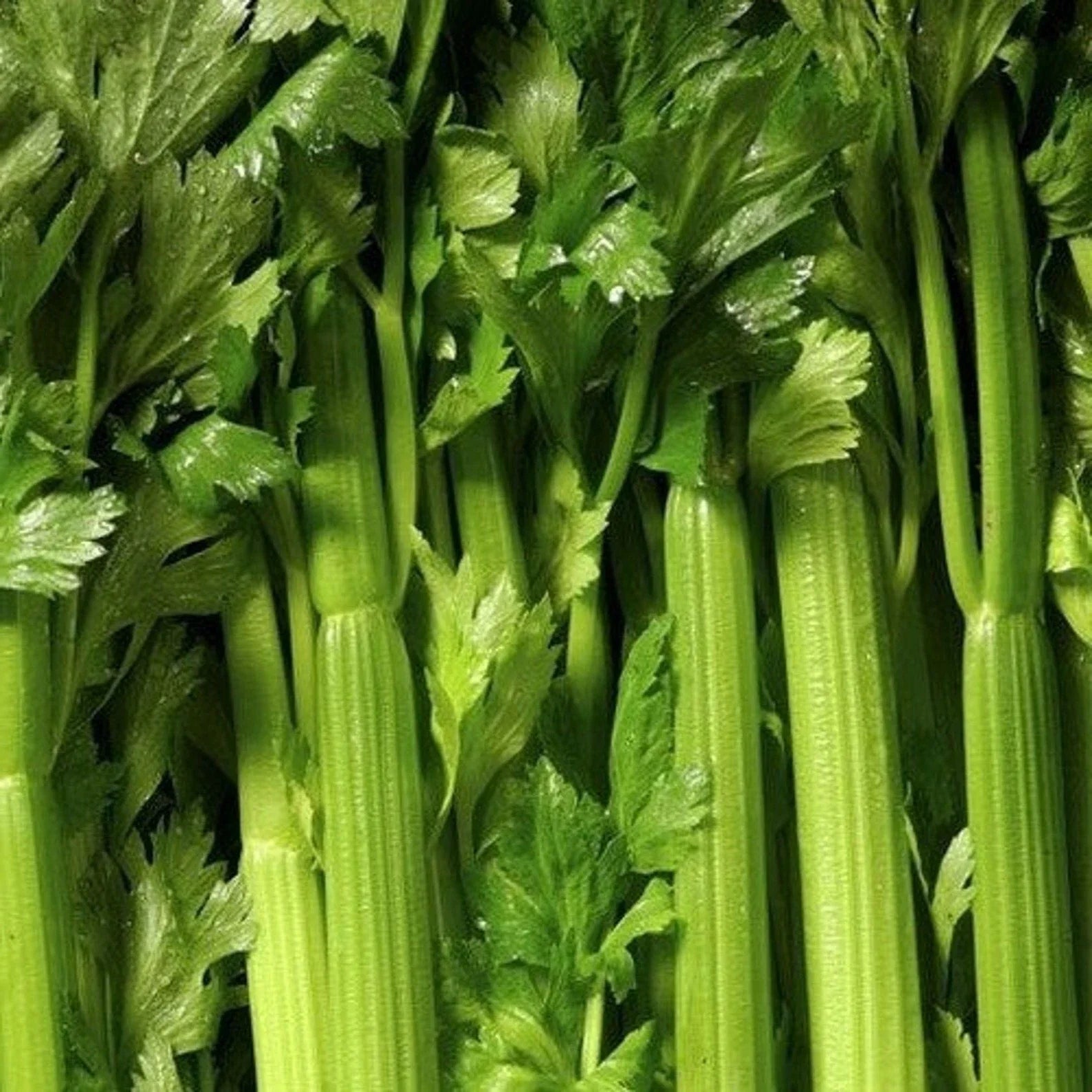 Tendercrisp Celery Seeds - Non-GMO Apium graveolens Vegetable Seeds for Home Garden, Crisp Stalks, 2000+ Seeds