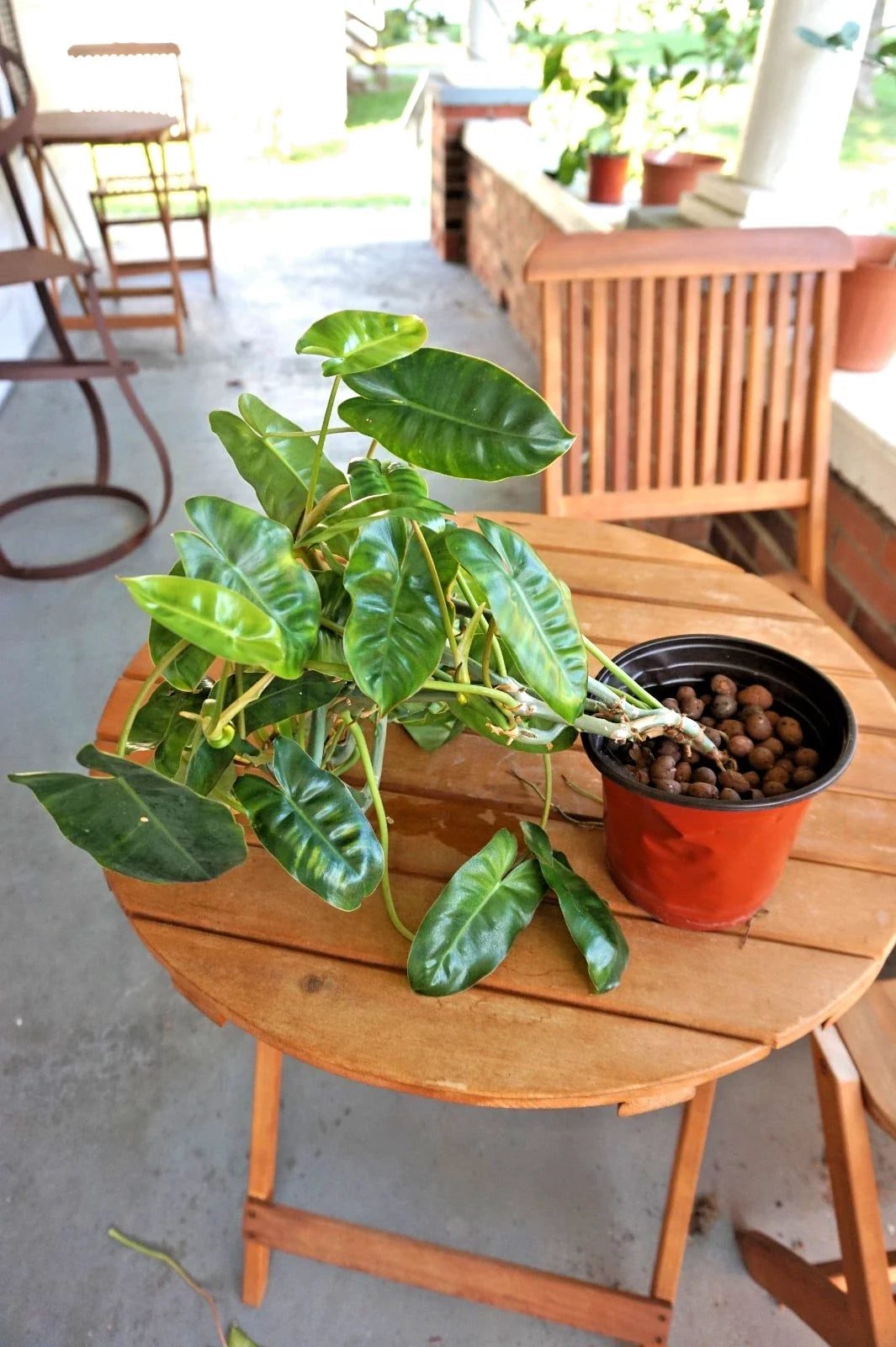 Philodendron Burle-Marxé Plant in 6" Planter, Large Bare-Root Tropical Houseplant, Indoor Air-Purifying Foliage