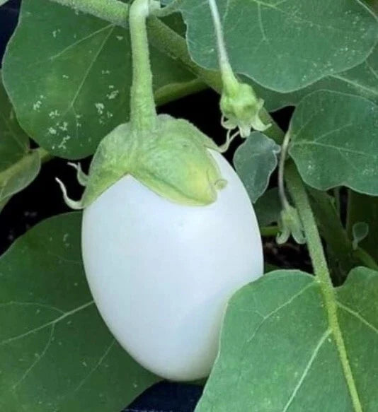White Eggplant Seeds - Non-GMO Heirloom Organic Garden Egg Variety for Container & Raised Beds
