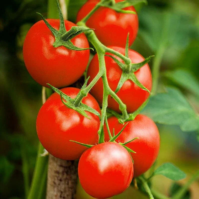 Moneymaker Tomato Seeds - 25 Seeds - Solanum lycopersicum - High Yield, Easy to Grow