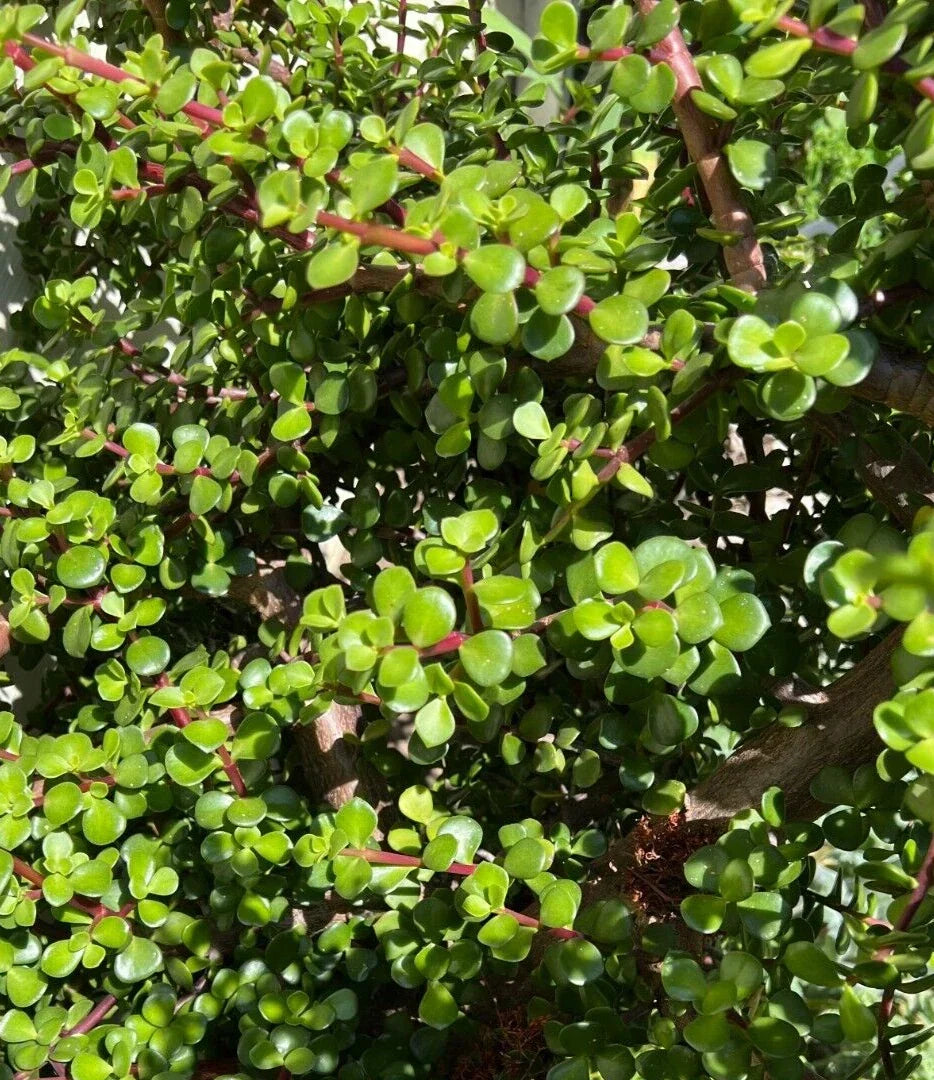 Succulent Cuttings 5 Pack - Portulacaria Afra Clippings for Easy Propagation and Home Decor
