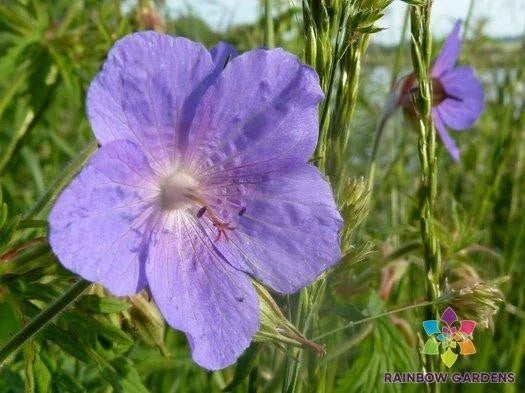 Irish Blue Geranium Seeds - 25+ Pack, Perennial Flower, Geranium 'Johnson's Blue', Garden Planting, Easy to Grow, Vibrant Blue Flowers