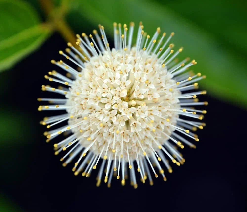 Buttonbush Seeds for Planting - Cephalanthus occidentalis, Native Wetland Perennial, Pollinator Friendly, 100 Seeds