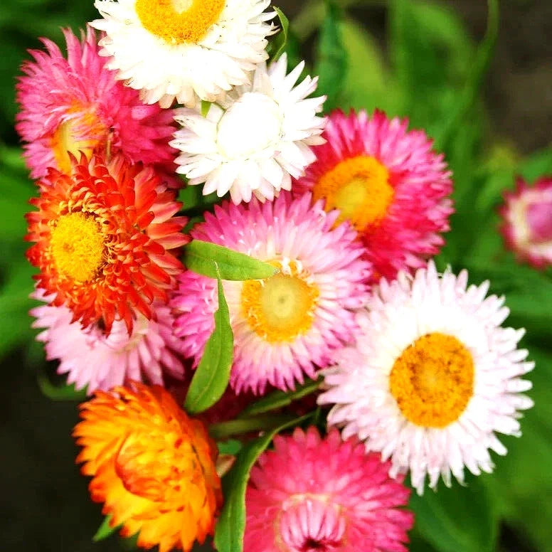 Strawflower Seeds - Spring Mix, Drought & Heat Tolerant Perennial, Xerochrysum bracteatum, 50 Seeds