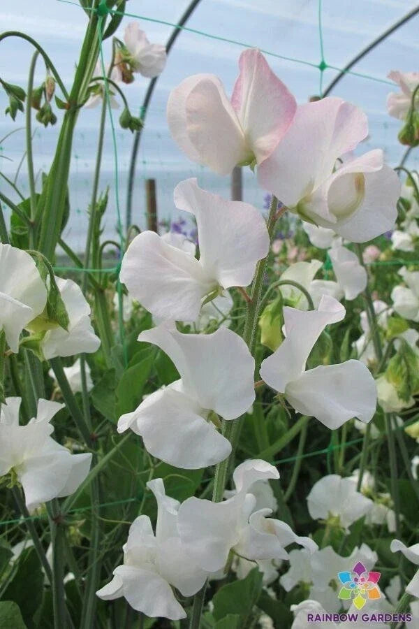 Polar Star Sweet Pea Seeds - 50+ Pack, Fragrant Climbing Flower Seeds, Lathyrus odoratus for Garden, Fences & Trellises