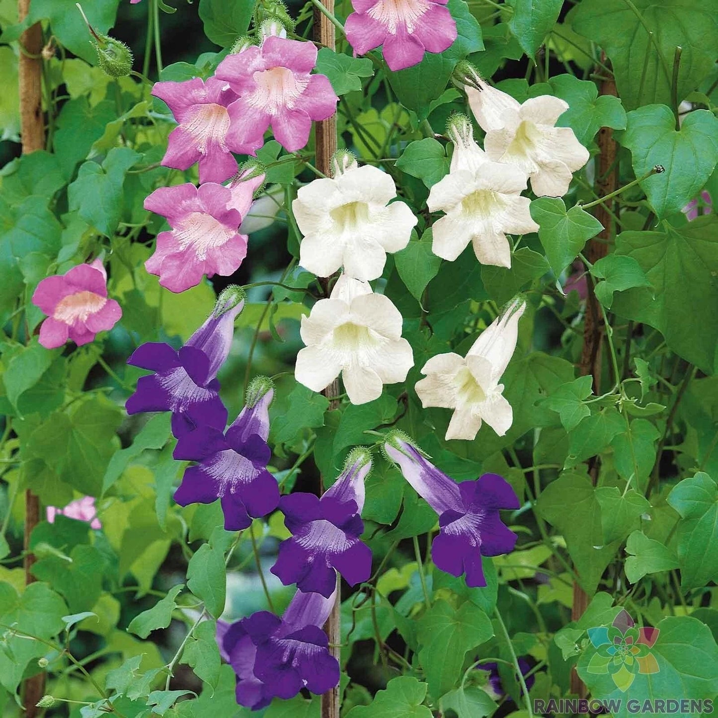 Climbing Snapdragon Seeds Mix - 1000 Seeds for Garden Planting - Antirrhinum majus - Vibrant Colors & Climbing Habit
