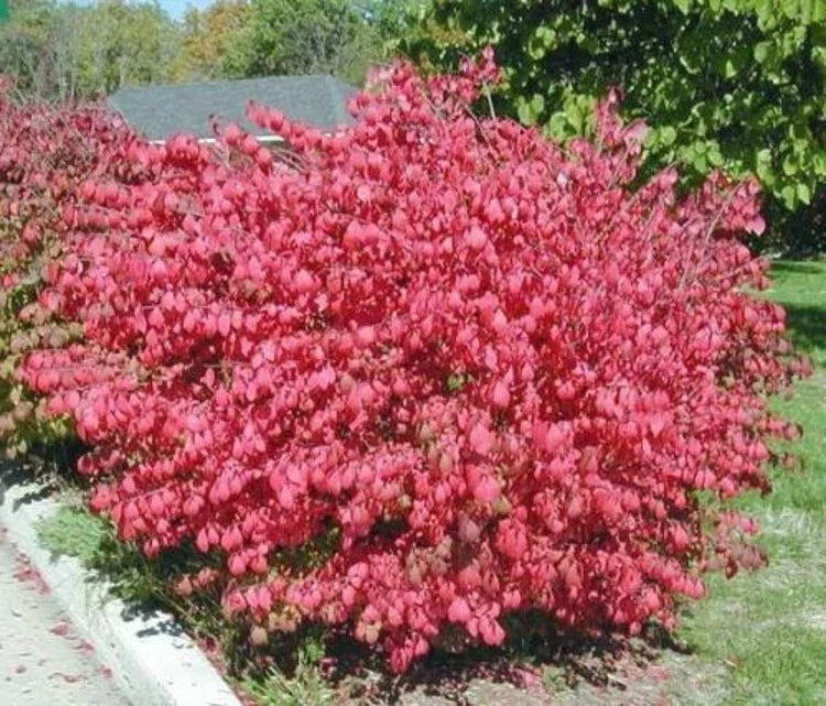 Euonymus Alatus Dwarf Burning Bush Shrub - Hardy Bare Root Garden Plant with Green Foliage