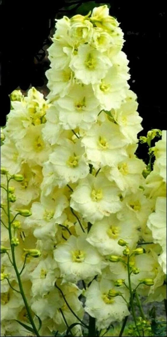 Yellow Delphinium Seeds - Perennial Garden Flower Seeds - Delphinium ajacis - Full Sun, Easy to Grow, Attracts Pollinators
