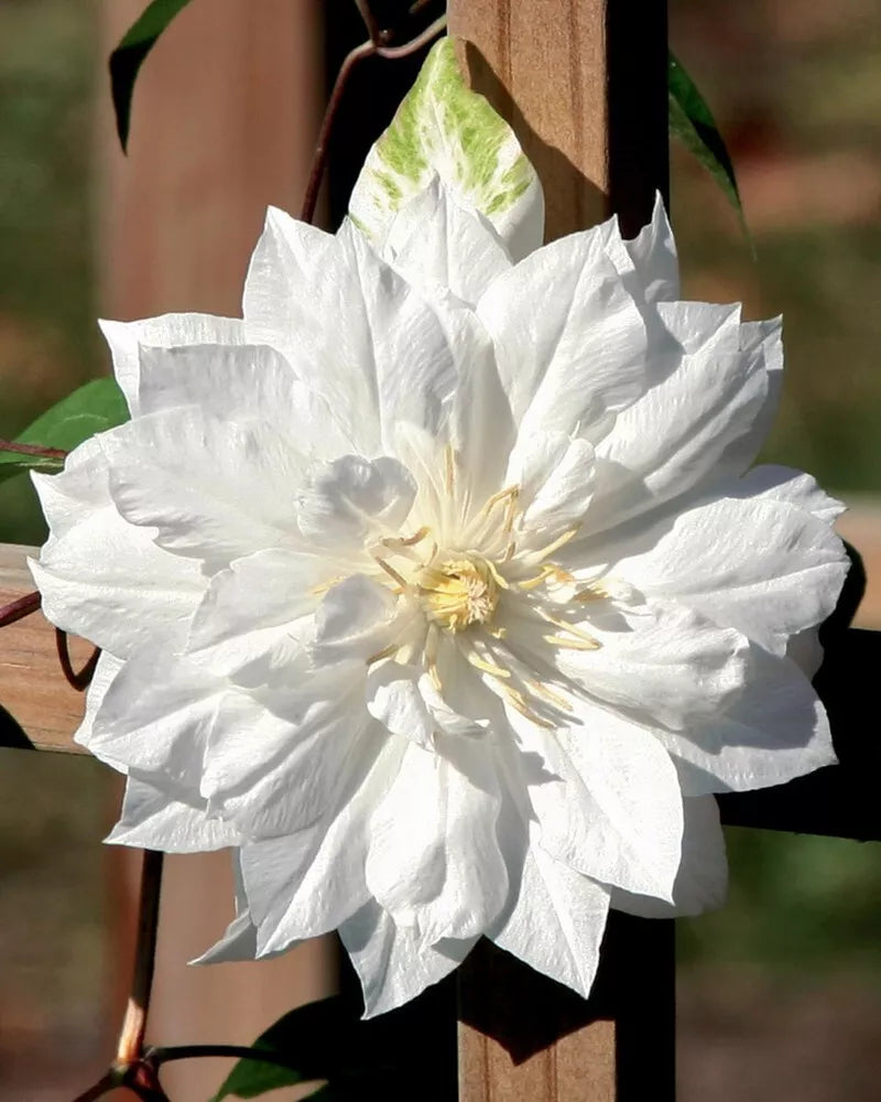 Double White Clematis Seeds | Climbing Perennial Vine | Clematis 'Duchess of Edinburgh' | White Flowers | Garden Seeds