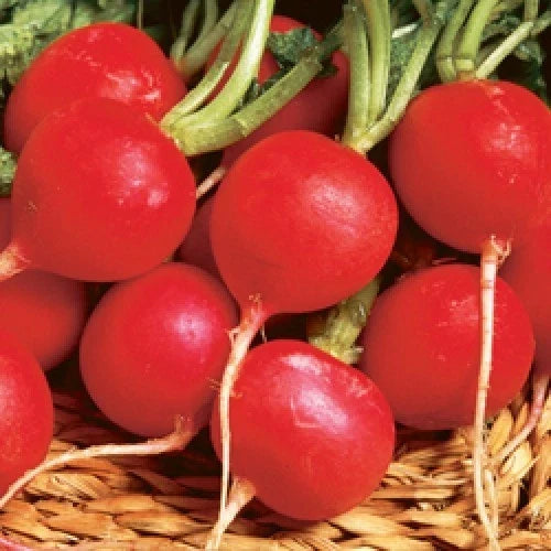 Champion Radish Seeds - Raphanus sativus, Pack of 100, Crisp, Peppery Flavor, Fast-Growing, Non-GMO, for Garden & Container Planting