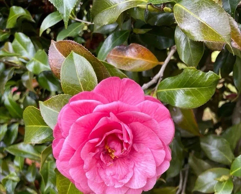 Pink Camellia Roots - 10 Pack Camellia japonica for Garden, Landscape, Borders, Containers