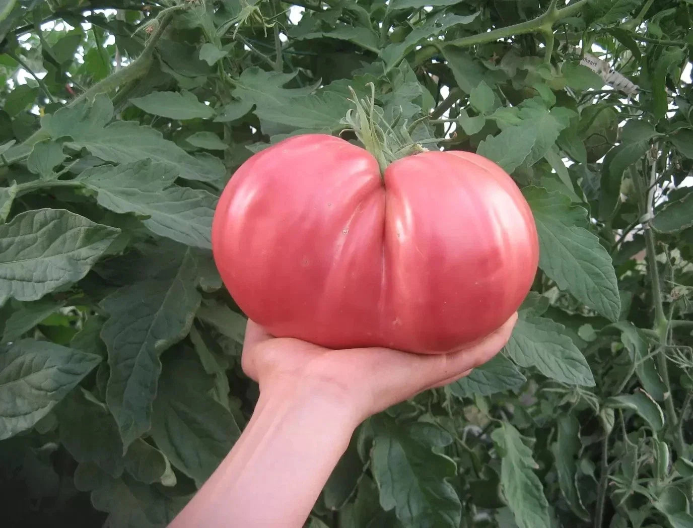 German Giant Tomato Seeds - Organic Heirloom Non-GMO Pack of 10+ Solanum lycopersicum, Large Juicy Tomatoes for Home Garden
