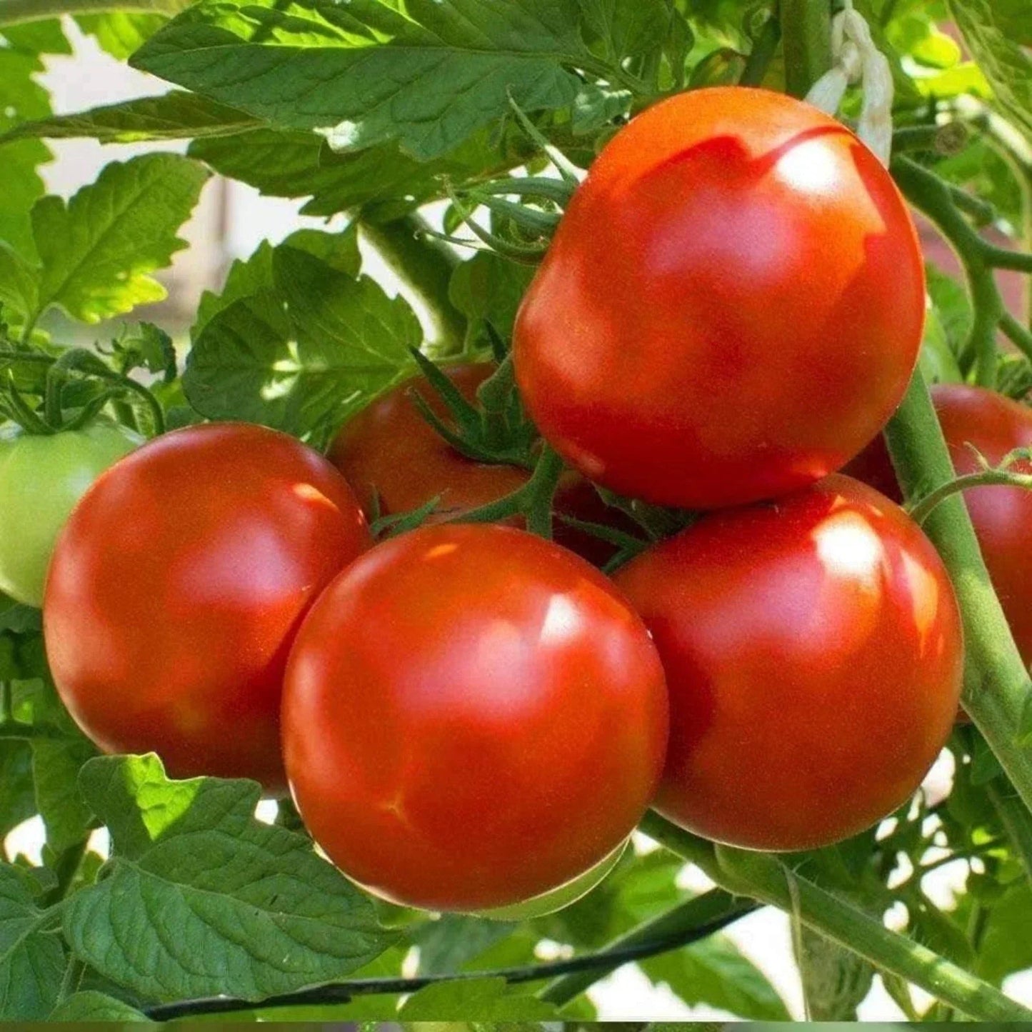 Marion Tomato Seeds 50 Ct - Heirloom Non-GMO Indeterminate Vegetable Seeds