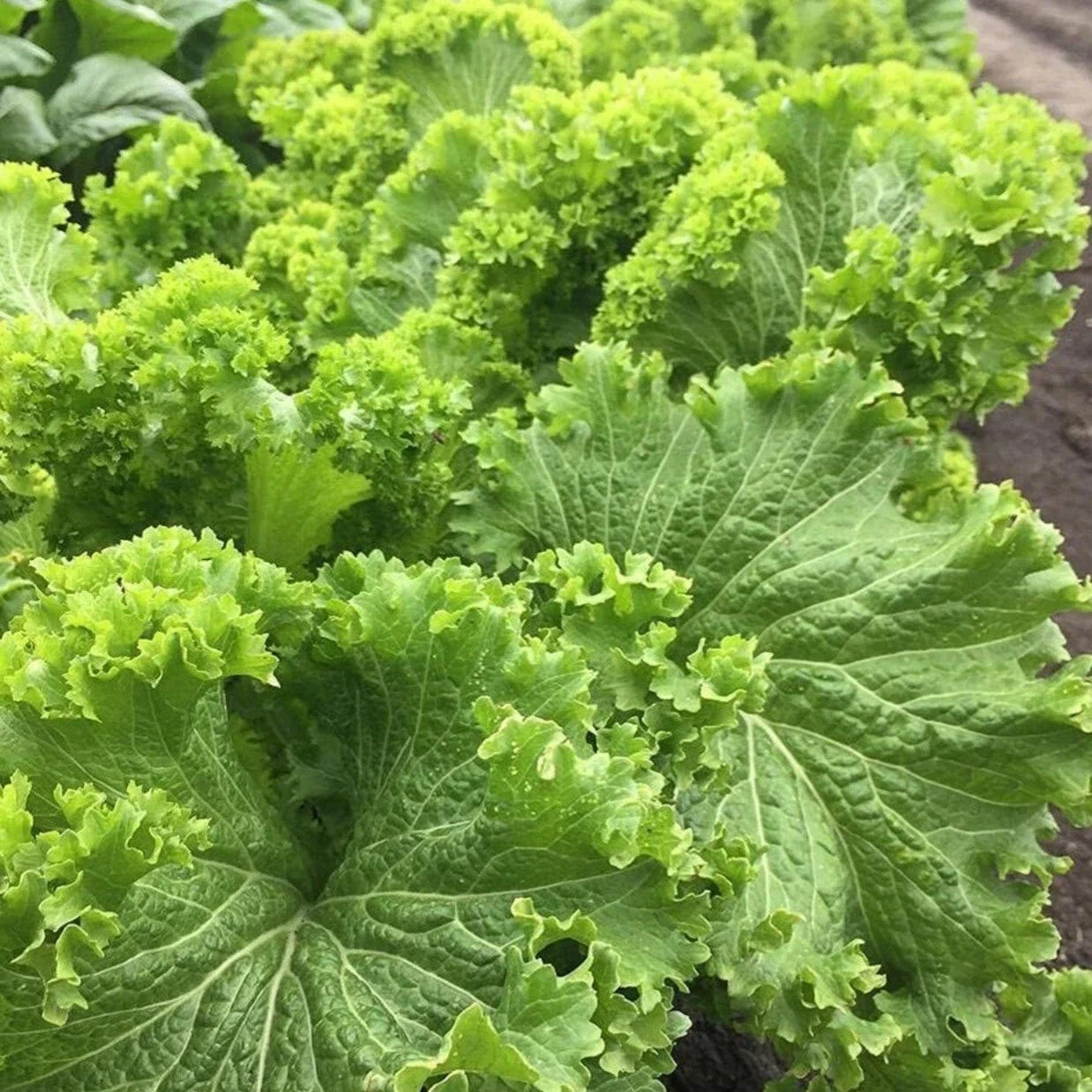 Southern Giant Curled Mustard Seeds - Heirloom Organic Brassica juncea, 250+ Non-GMO Seeds for Salad, Stir-Fry & Container Gardening