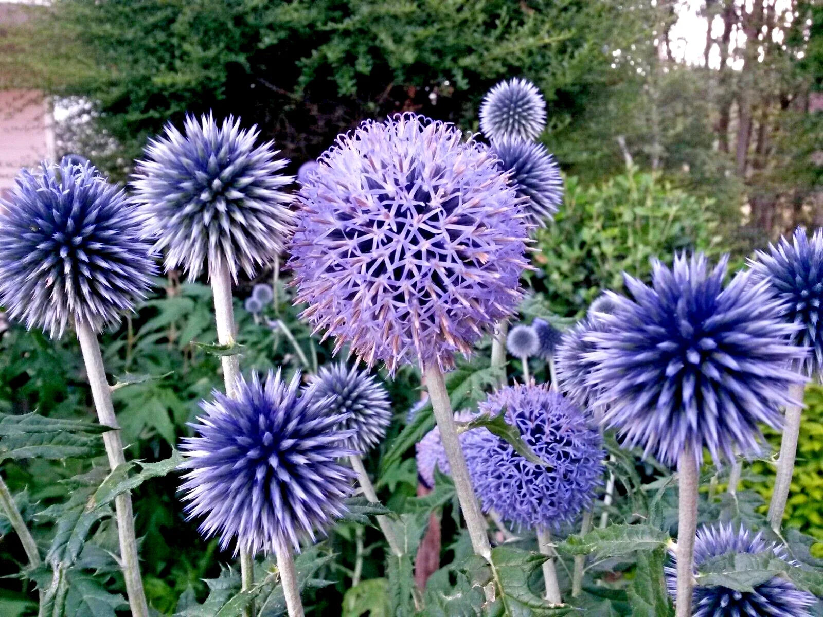 Blue Globe Thistle Seeds 50 Pack | Echinops ritro | Easy to Grow Perennial for Pollinator Gardens