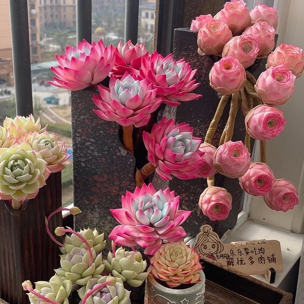 Mixed Colorful Succulent Seeds - 100pcs Lithops (Living Stones) for Indoor & Outdoor Gardening