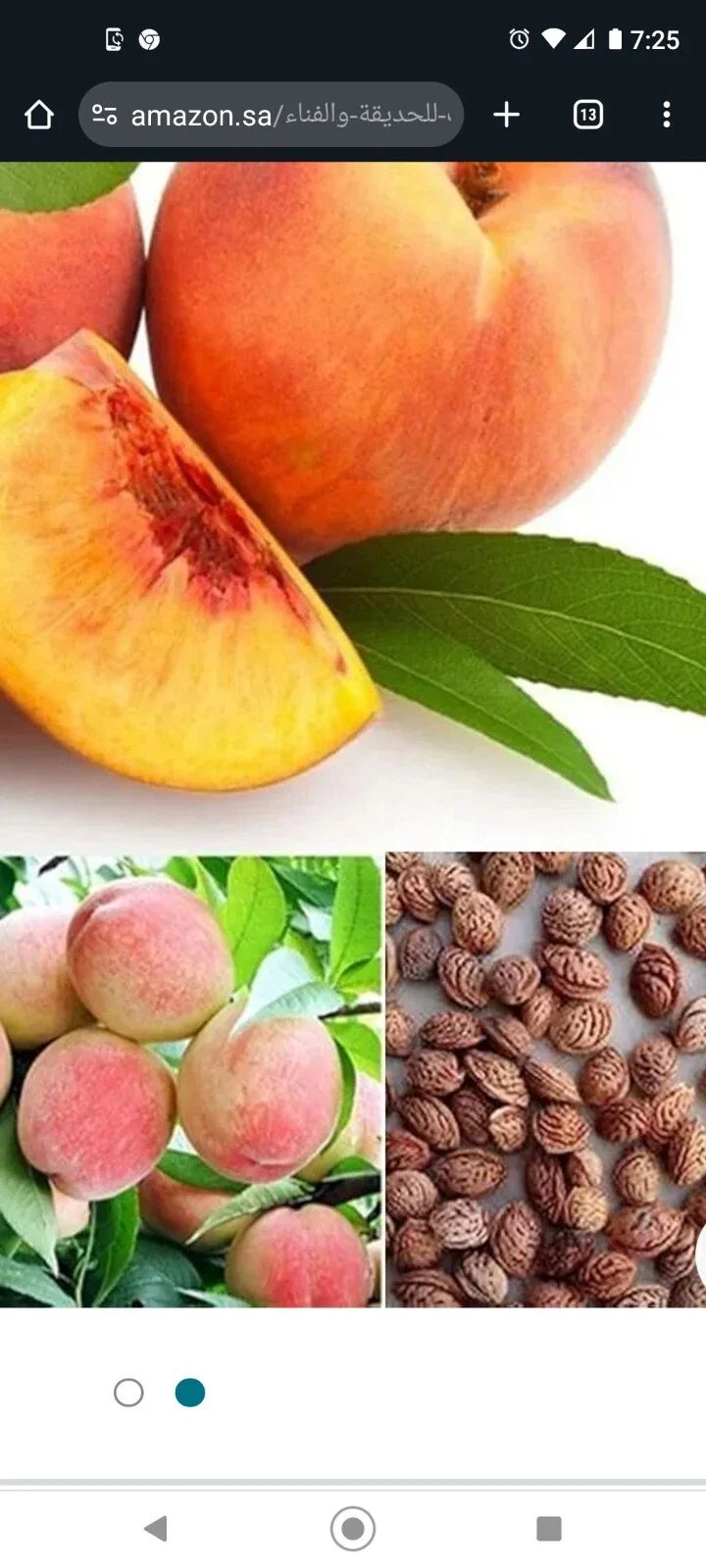 Peach Tree Seeds Dwarf Loring Nemaguard Prunus persica Fruit Seeds for Garden, Hardy, Fast Growing, Juicy Fruits, Free 3+1 Pack